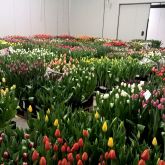 About Boots Flower bulbs Export