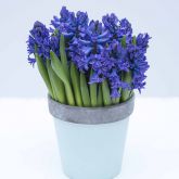 Гиацинты и луковицы летнего цветения