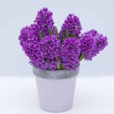 Гиацинты и луковицы летнего цветения