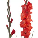 Fortuna Red