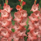 Gladiolus