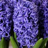 Hyacinths