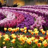 Hyacinths