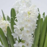 Hyacinths and other spring flowering bulbs