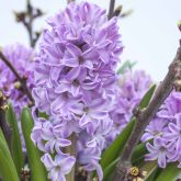 Hyacinths and other spring flowering bulbs