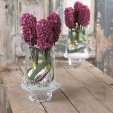 Hyacinths and other spring flowering bulbs