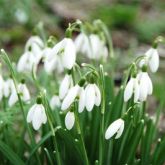 Galanthus nivalis