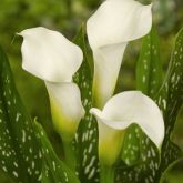 Zanthedesia / Calla and other summer flowering bulbs