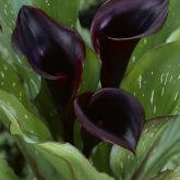 Zanthedesia / Calla