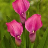 Zanthedesia / Calla