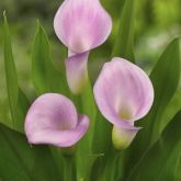 Zanthedesia / Calla