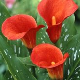 Zanthedesia / Calla
