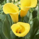 Zanthedesia / Calla