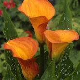 Zanthedesia / Calla