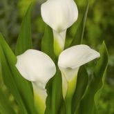 Zanthedesia / Calla