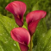Zanthedesia / Calla