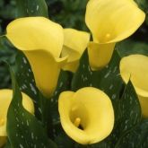 Zanthedesia / Calla and other summer flowering bulbs