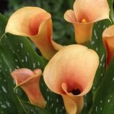 Zanthedesia / Calla and other summer flowering bulbs