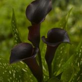 Zanthedesia / Calla and other summer flowering bulbs