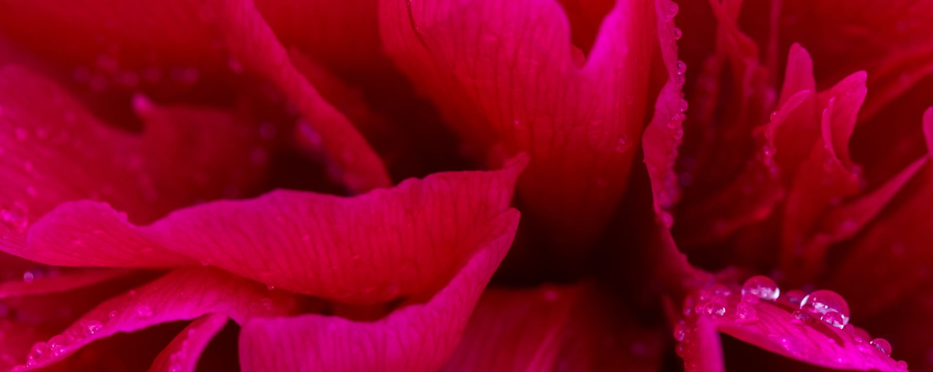 Boots Flowerbulbs  - мы выделяемся качеством