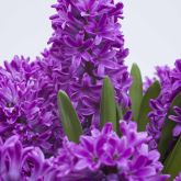 Hyacinths and other spring flowering bulbs