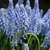 Muscari Armeniacum