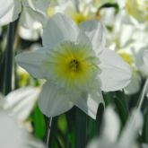 Narcissus Ice Follies