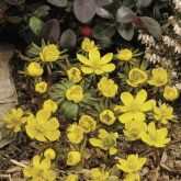 Eranthis cilicica