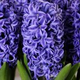 Hyacinths and other spring flowering bulbs