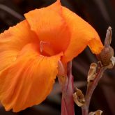 Zanthedesia / Calla and other summer flowering bulbs