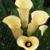 Zanthedesia / Calla and other summer flowering bulbs